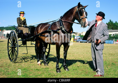 Royal Welsh Show de Builth Wells, Pays de Galles, Royaume-Uni. Cheval et chariot piège préparent à entrer sur le ring d'exposition. Salon de l'agriculture annuel Banque D'Images