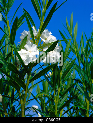 Fleur blanche de Nerium oleander contre ciel bleu Big Island Hawaii Banque D'Images