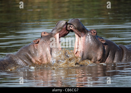 Hippopotames,Kenya,Afrique Banque D'Images