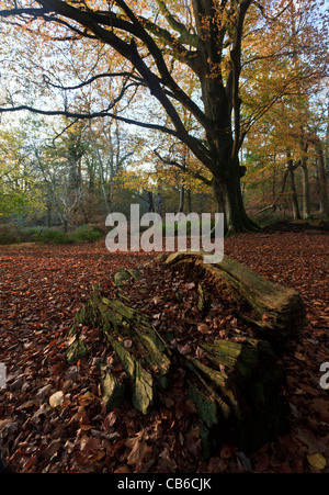 , Bolderwood Parc national New Forest, Hampshire, Royaume-Uni, en fin d'après-midi la lumière en automne Banque D'Images