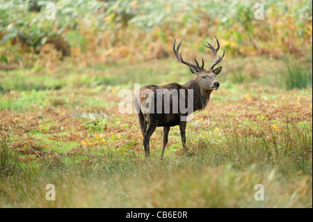 Red Deer stag dans une clairière Banque D'Images