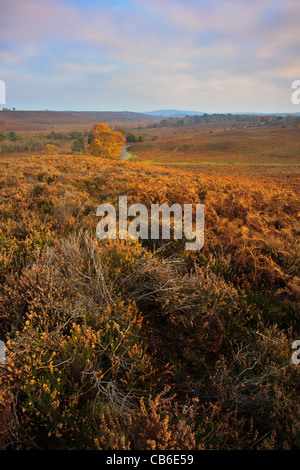 Couleurs d'automne à Rockford commun dans le parc national New Forest, Hampshire Banque D'Images