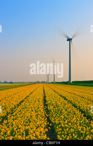 Ampoule néerlandais et champs de fleurs au printemps dans les Pays-Bas Banque D'Images