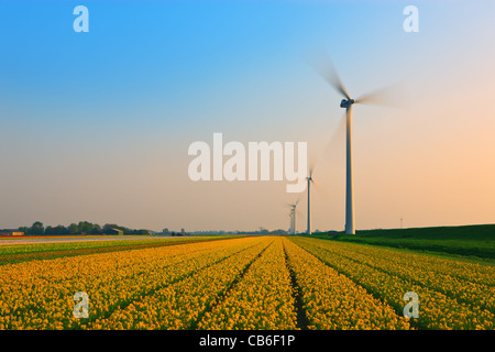 Ampoule néerlandais et champs de fleurs au printemps dans les Pays-Bas Banque D'Images