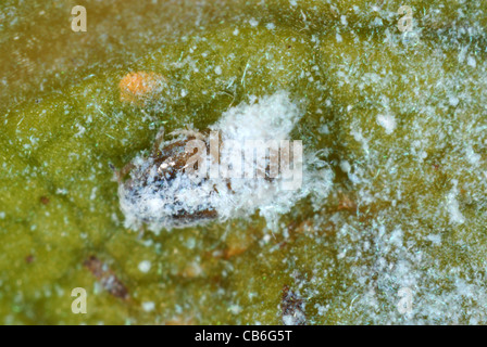 Bay (Trioza alacris) meunier couverte de cire à l'intérieur de feuilles déformées des nymphes Banque D'Images