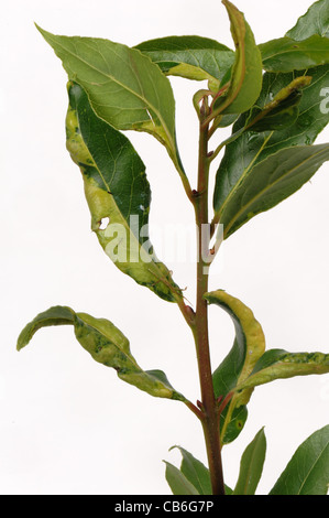 Bay (Trioza alacris) Meunier de cloques sur les feuilles de laurier Banque D'Images