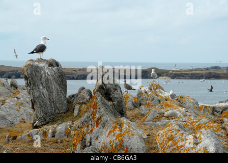 Les goélands et autres oiseaux de l'océan sur les rochers de granit du vieux château sur la Côte sauvage sur l'île d'Yeu en Vendée, France Banque D'Images