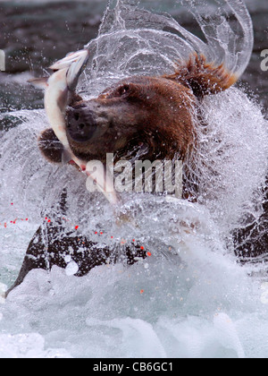 Ours grizzli (Ursus arctos) Banque D'Images