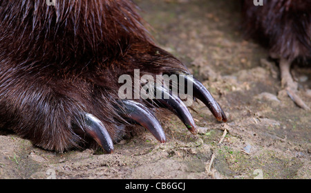 Ours grizzli (Ursus arctos) Banque D'Images