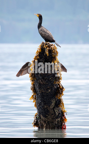 Cormoran à aigrettes sur pilotis Banque D'Images