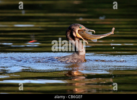 Cormoran Phalacrocorax brasilianus Banque D'Images