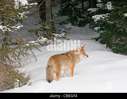 Coyote Canis latrans Banque D'Images