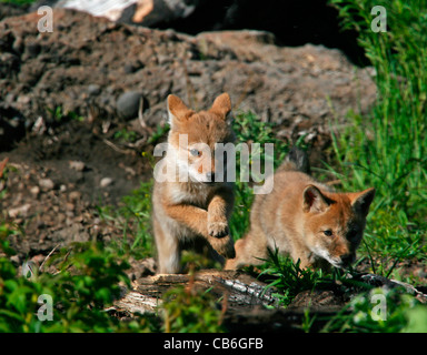 Petits, Coyote Canis latrans Banque D'Images