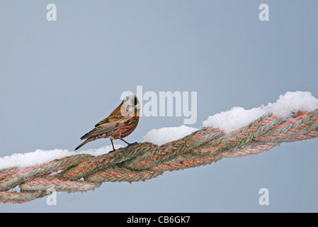 Graycrowned Rosy Finch sur corde Banque D'Images