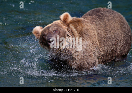 Ours grizzli (Ursus arctos) Banque D'Images