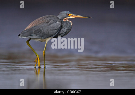 Aigrette tricolore Egretta tricolor Banque D'Images