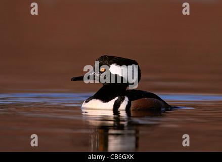 Harle couronné Lophodytes cucullatus Banque D'Images