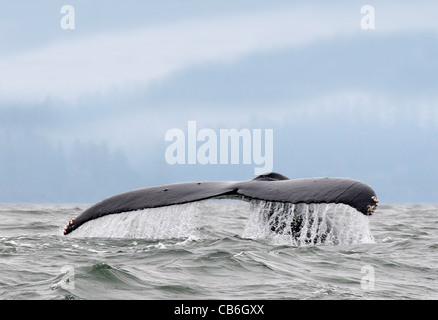 Queue de baleine à bosse, Megaptera novaeangliae Banque D'Images