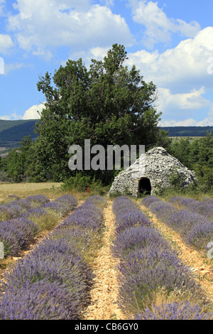 Champ de lavande et un abri en pierre à Ferrassieres, France Banque D'Images