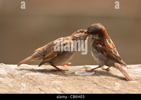 Un portrait d'un mâle moineau domestique ( Passer domesticus ) l'alimentation d'un jeune poussin naissant au Royaume-Uni