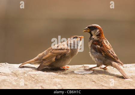 Un portrait d'un mâle moineau domestique ( Passer domesticus ) l'alimentation d'un jeune poussin naissant au Royaume-Uni