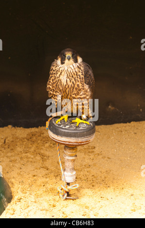 Un Faucon pèlerin ( Falco peregrinus ) en captivité au Royaume-Uni Banque D'Images