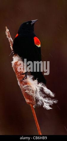Red winged Blackbird Agelaius phoeniceus Banque D'Images