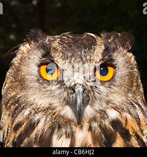 Une captive d'Eagle Owl Bubo bubo ( ) au Royaume-Uni Banque D'Images