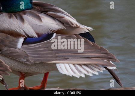 Canard colvert, Alberta, Canada Banque D'Images