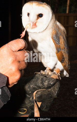 Une captive d'Effraie des clochers (Tyto alba ) manger une jambe de poulet au Royaume-Uni Banque D'Images