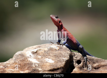 Une télévision à Mwanza dirigé rock agama, Masai Mara National Reserve, Kenya, Afrique de l'Est. Banque D'Images