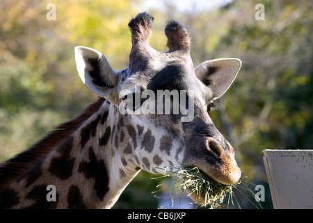 Rhode Island : Providence / Roger Williams Park & Zoo girafe Banque D'Images