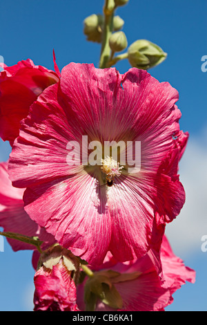 Fleur rose trémière Alcea rosea Banque D'Images