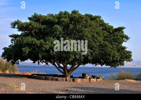 Ancien grand arbre avec fond Mer de Galilée, Capharnaüm, Israël, Asie, Moyen Orient Banque D'Images