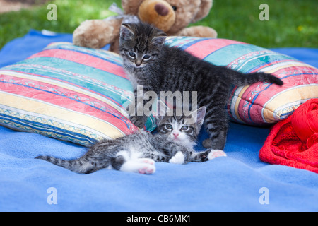 Chaton, deux ensemble on blanket in garden, Basse-Saxe, Allemagne Banque D'Images