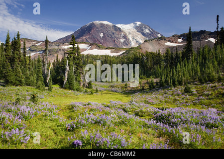 WASHINGTON - Lupin couverts ci-dessous pré Mont Adams le long de la Pacific Crest Trail Dans le Mont Adams Wilderness Area. Banque D'Images