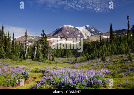 WASHINGTON - Lupin couverts ci-dessous pré Mont Adams le long de la Pacific Crest Trail Dans le Mont Adams Wilderness Area. Banque D'Images