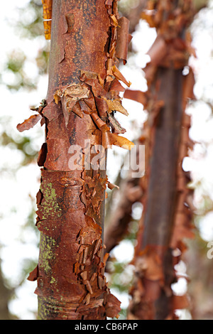 Écorce d'Acer griseum Chinese paperbark maple tree UK Banque D'Images