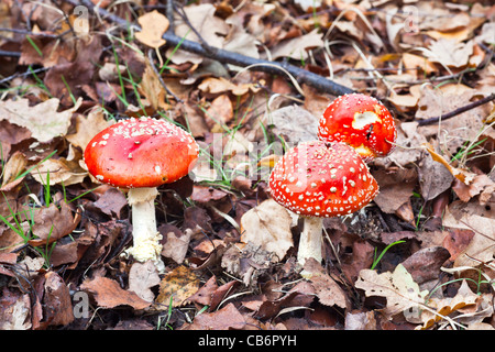 Trois rouges et blanc repéré Fly Agaric (Amanita muscaria) organes de fructification croissant dans un tapis de feuilles de chêne à l'automne Banque D'Images