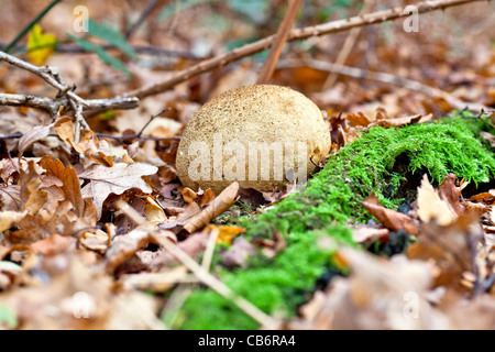 Les champignons d'automne - puff ball, l'organe de fructification comestible, poussant sur un tapis de feuilles d'arbres chêne anglais avec mousse verte Banque D'Images