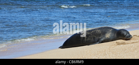 Le phoque moine hawaiien reposant sur plage à Haena près de tunnels Beach sur Kauai Banque D'Images