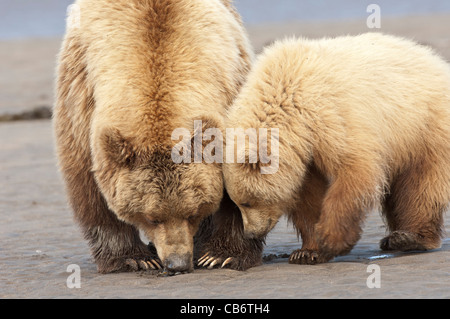 Stock photo de l'ours brun d'Alaska phase blonde cub récolte des myes avec sa mère à marée basse. Banque D'Images