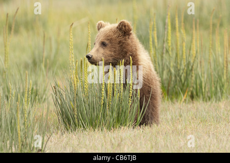 Stock photo d'un ours brun d'Alaska cub assis dans une prairie, carex =. Banque D'Images