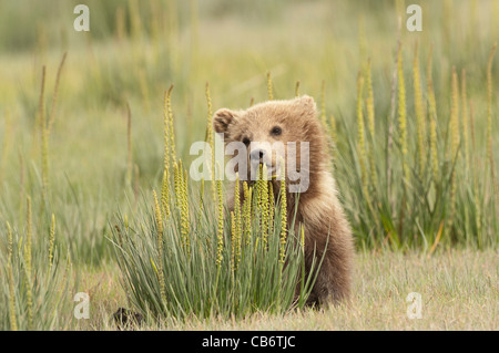 Stock photo d'un ours brun d'Alaska cub assis dans une prairie, carex =. Banque D'Images