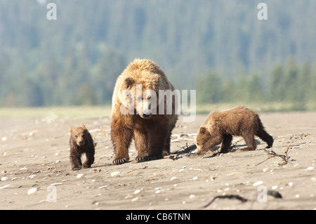 Stock photo d'un ours brun d'Alaska sow et d'oursons à marcher le long de la plage. Banque D'Images