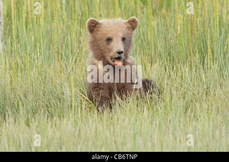 Stock photo d'un ours brun d'Alaska cub assis dans une prairie, carex =. Banque D'Images