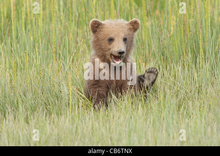 Stock photo d'un ours brun d'Alaska cub assis dans une prairie, carex =. Banque D'Images