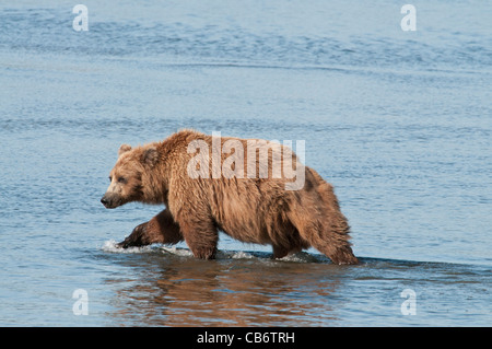 Stock photo d'un ours brun d'Alaska marcher dans l'eau. Banque D'Images