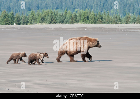 Stock photo d'un ours brun d'Alaska sow et d'oursons à marcher le long de la plage. Banque D'Images