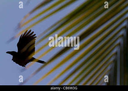 Ruines de Hampi palm d'oiseaux voler gratuitement quick copyspace Banque D'Images